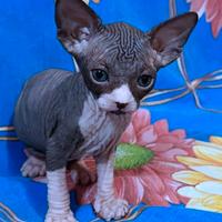 Cuccioli di sphynx trasporto in tutta Italia