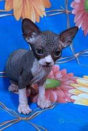 Cuccioli di sphynx trasporto in tutta Italia