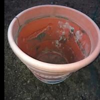 un vaso in plastica 1 di coccio  scalini ulivi