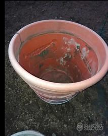 un vaso in plastica 1 di coccio  scalini ulivi