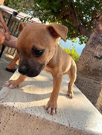 Pittbull