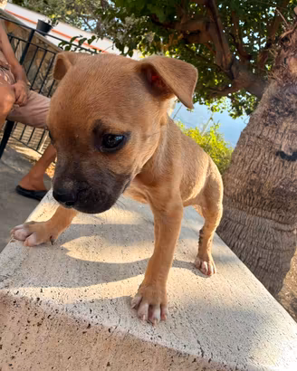 Pittbull