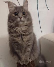Gattini siberiani siberian
