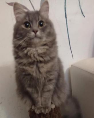 Gattini siberiani siberian