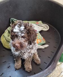 Lagotto Romagnolo