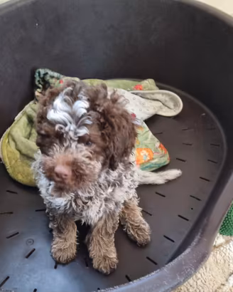 Lagotto Romagnolo