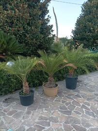 Palme