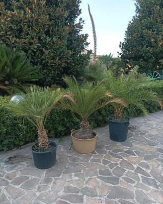 Palme