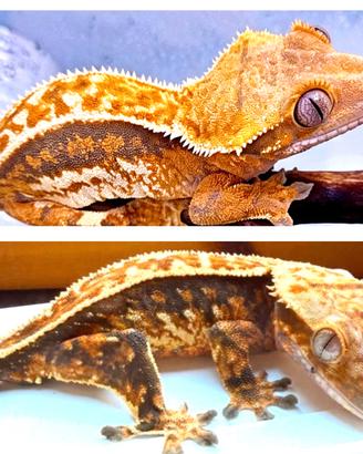 Coppia geco Ciliatus Crestato Tricolor, scambi