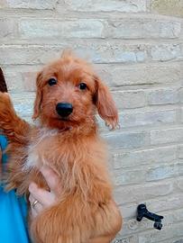 cucciolo maschietto 