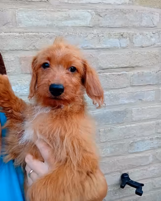 cucciolo maschietto 