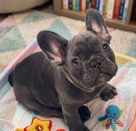 BULLDOG FRANCESE CUCCIOLI BLU - pag agevolato