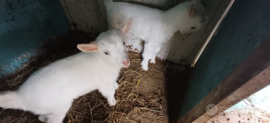 Caprette saanen originali