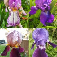 Iris germanica 3 rizome di primo anno