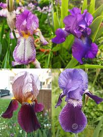 Iris germanica 3 rizome di primo anno