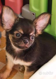 cucciolo chihuahua con pedigree enci 
