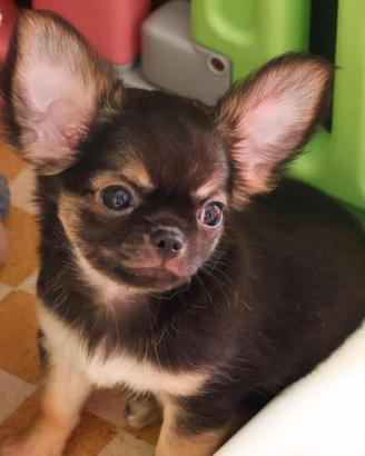 cucciolo chihuahua con pedigree enci 