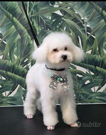 Barboncino mini toy bianco