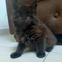 Maine coon cuccioli linea russa top pedigree