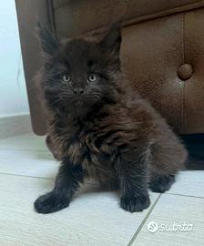 Maine coon cuccioli linea russa top pedigree