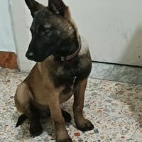 Pastore malinois