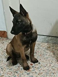 Pastore malinois