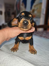 Bassotto nano nero focato