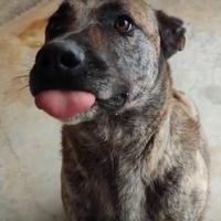 Redbull, aspetta la rivincita in una famiglia sua