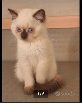 Gatti British shorthair