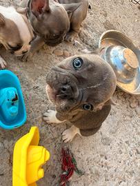 Bulldog francese