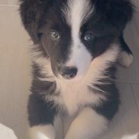 Border collie