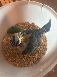 Ara ararauna baby pulli da imbecco pappagalli