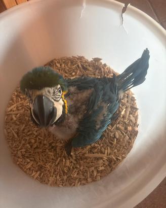 Ara ararauna baby pulli da imbecco pappagalli