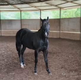Quarter Horse Total Black