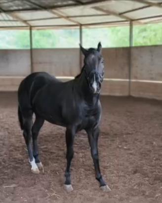 Quarter Horse Total Black