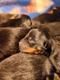 Rottweiler