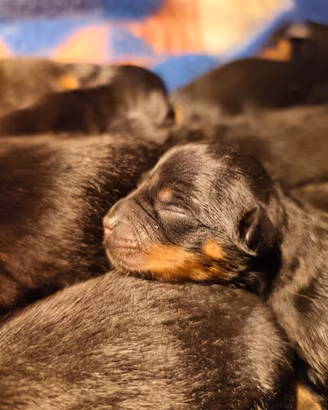 Rottweiler
