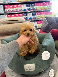 Barboncino mini toy teucap