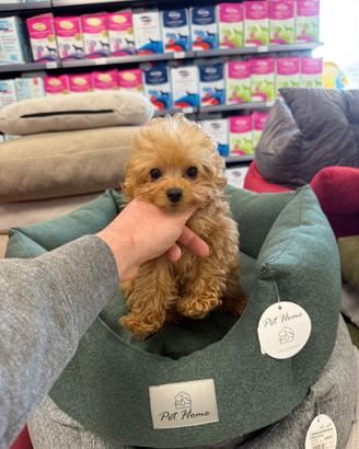 Barboncino mini toy teucap