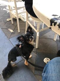 Chihuahua