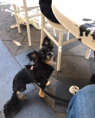Chihuahua