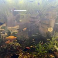 Guppy e platy