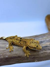Geco Ciliatus Super Dalmatian
