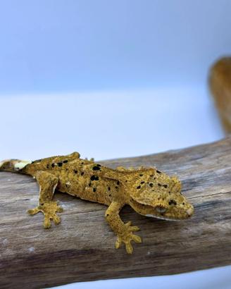 Geco Ciliatus Super Dalmatian