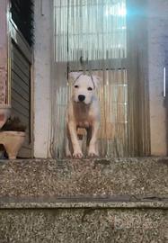 Cucciola di American Staffordshire Terrier