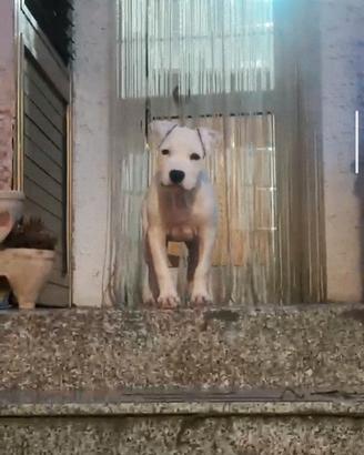 Cucciola di American Staffordshire Terrier