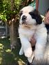 cane-di-san-bernardo-