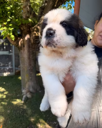 cane di san bernardo 