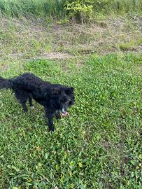 Meticcio Border collie