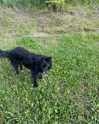 Meticcio Border collie